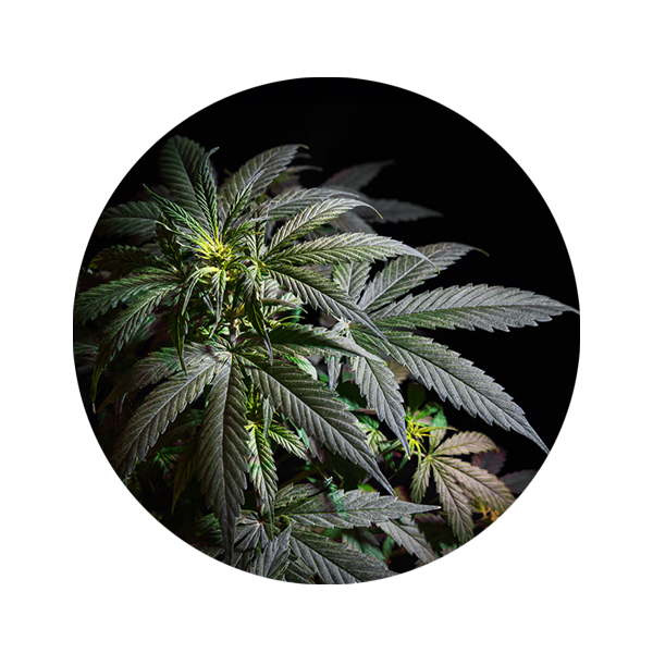 cannabis-circle